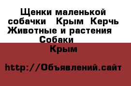 Щенки маленькой собачки - Крым, Керчь Животные и растения » Собаки   . Крым